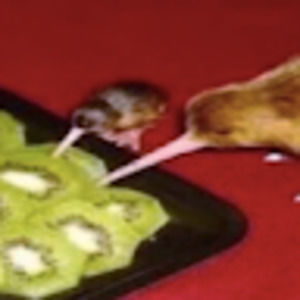 Meet your Posher, Ruby